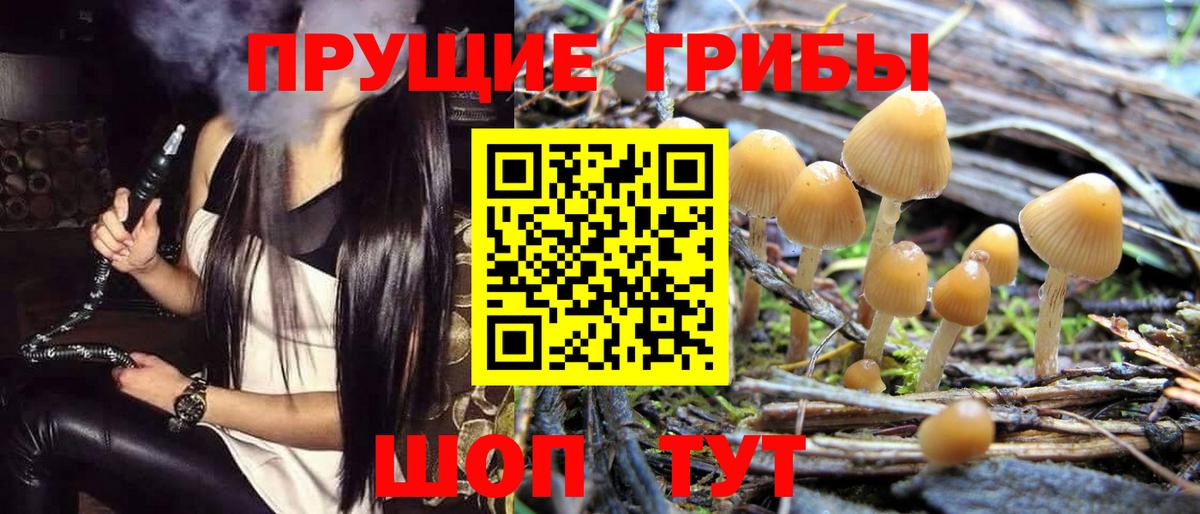Псилоцибиновые грибы Psilocybe Лесной